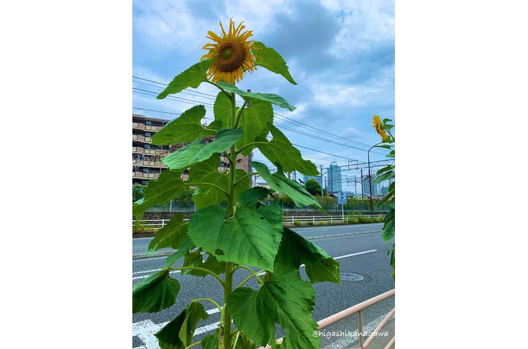 ひまわり